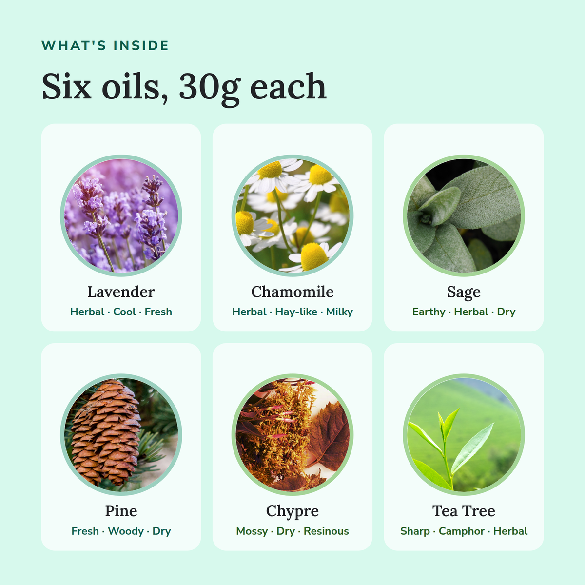 What's inside the Aromatic Perfume Oil Bundle: Lavender, Chamomile, Sage, Pine, Chypre and Tea Tree, 30g each