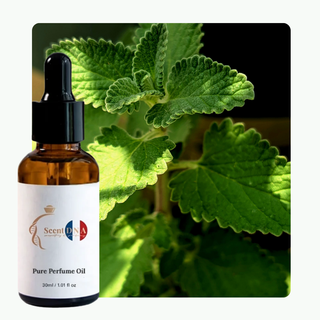 زيت المنثول (مادة مستخرجة من النعناع أو عشبة الفليو) العطري
