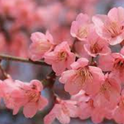 Sakura Blossom Perfume Oil