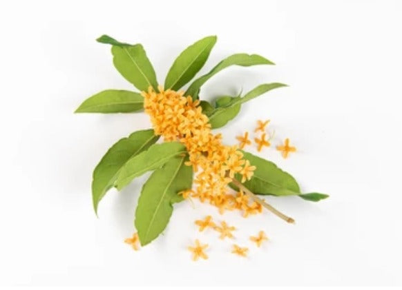 Osmanthus Perfume Oil