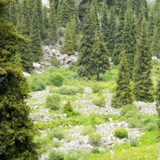 Alpine Forest Perfume Oil