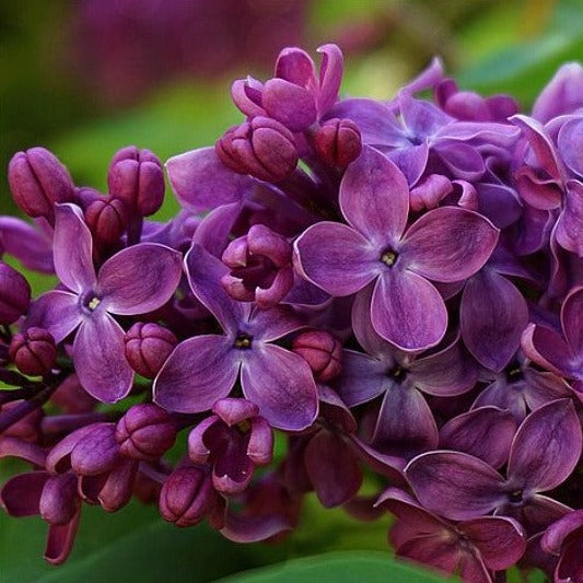 Lilac Perfume Oil