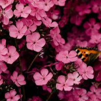 Pink Floral Perfume Oil