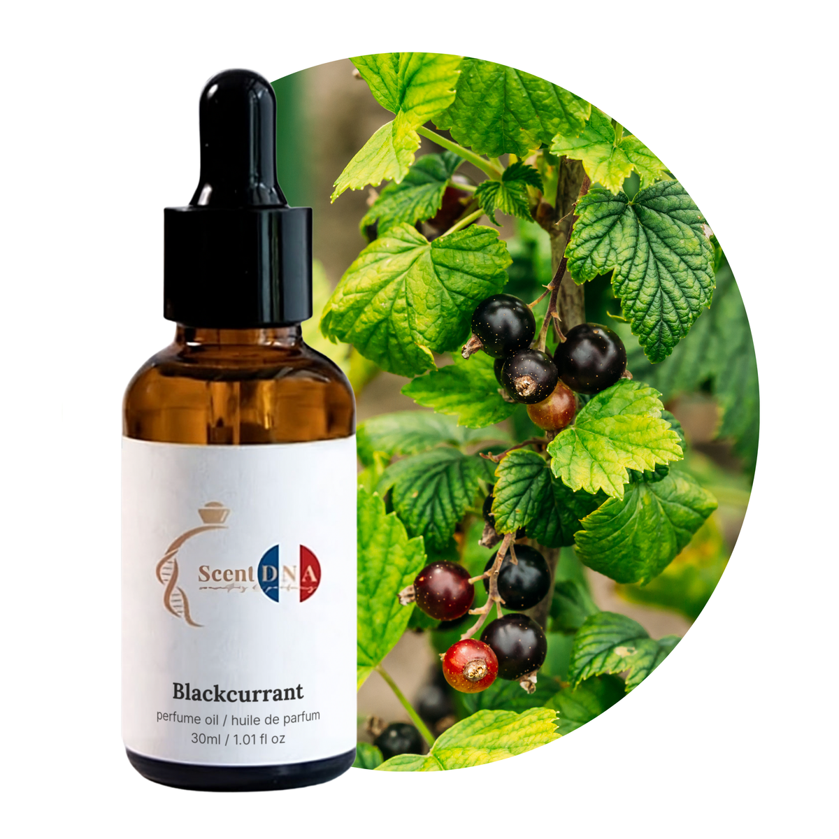 Blackcurrant Perfume Oil, 30ml amber glass dropper bottle by Scent DNA
