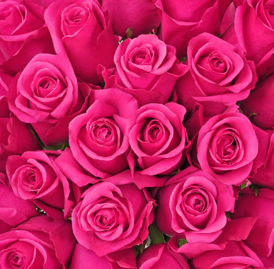 زيت الورد العطري