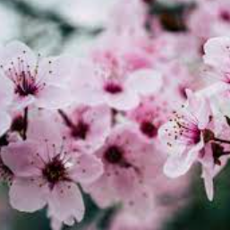 Cherry Blossom Perfume Oil