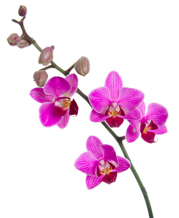 Gulf Orchid Perfume Oil
