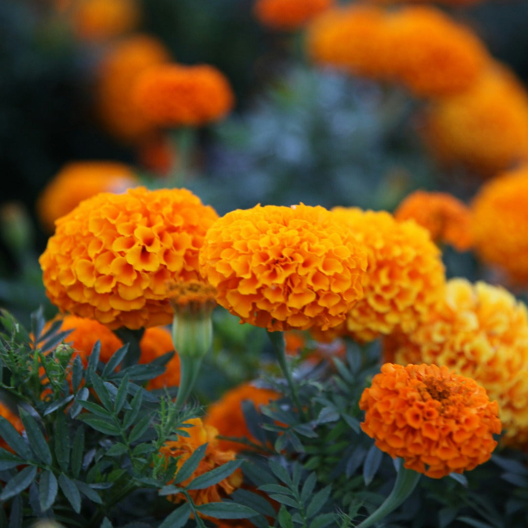 Marigold Perfume Oil