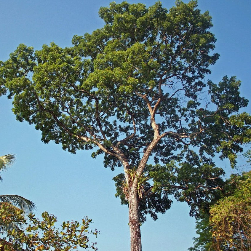 زيت شجرة الماهوغاني العطري