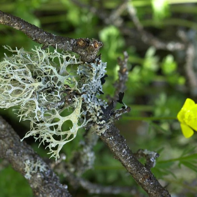 Oak Moss Perfume Oil