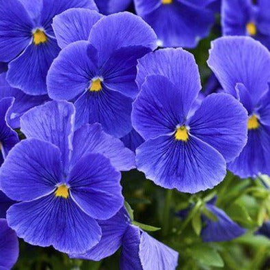 زيت البنفسج العطري