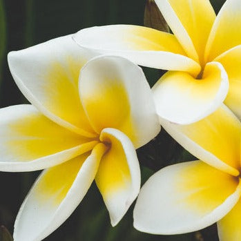 Monoi De Tahiti Perfume oil