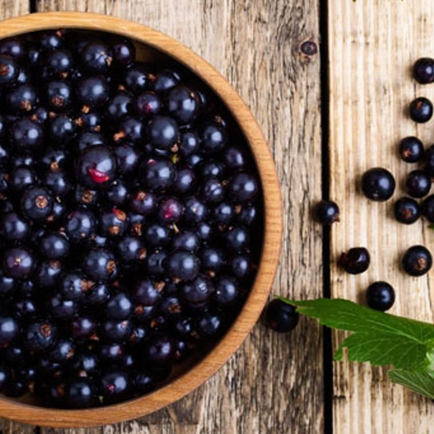 Blackcurrant Perfume Oil
