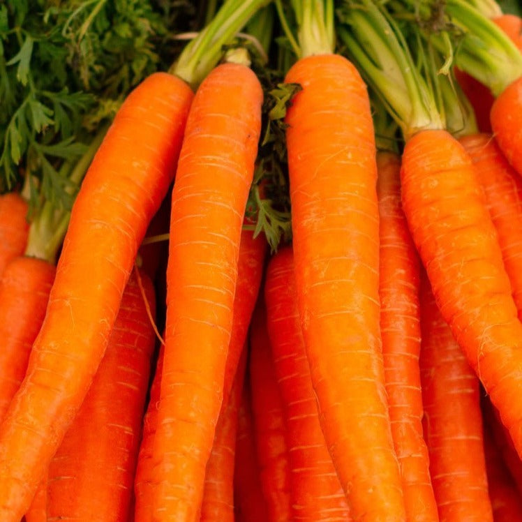 Carrot