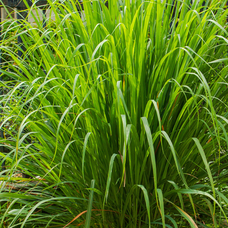 Citronella Perfume Oil