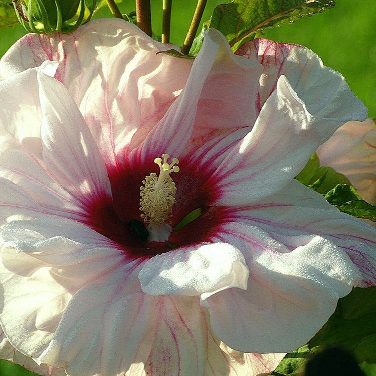 Hibiscus