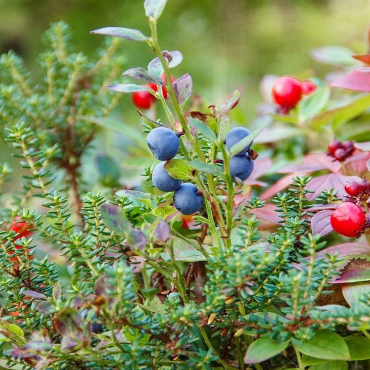 Juniper Berries