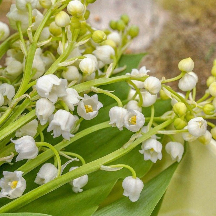 Lily of the Valley