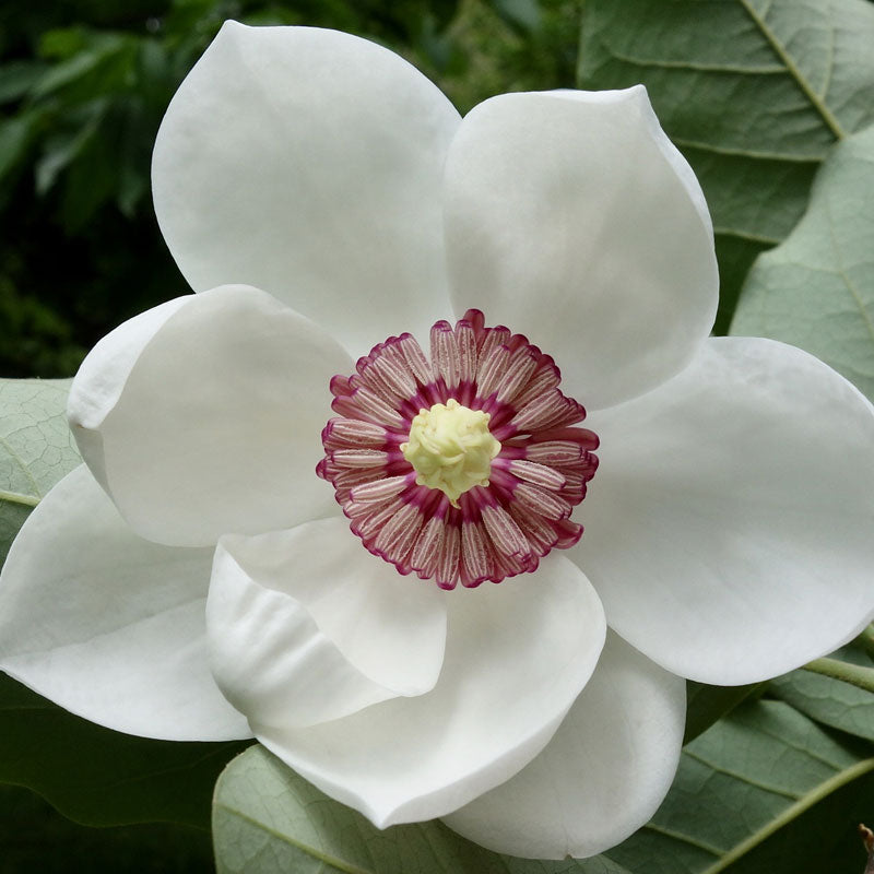 زيت الماغنوليا العطري