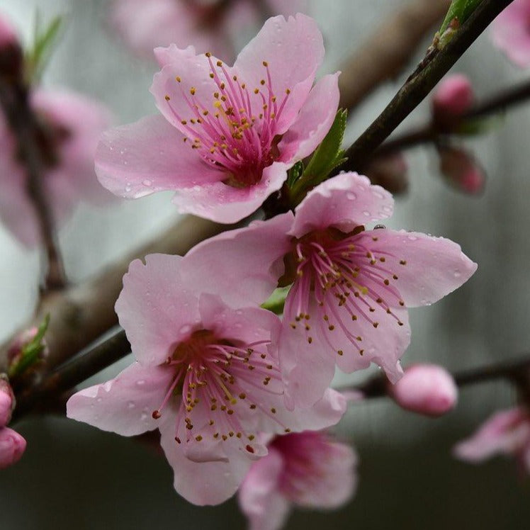 Peach Blossom