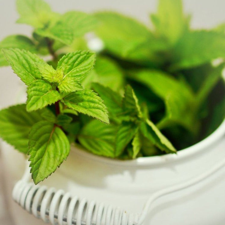 Peppermint