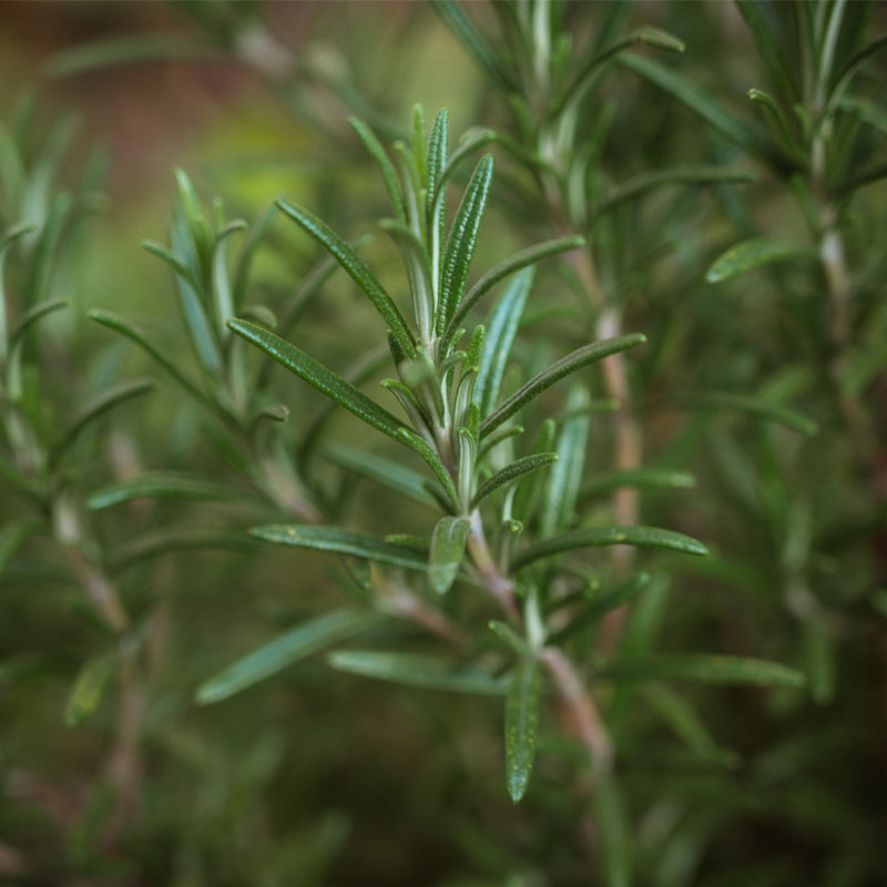 Rosemary Essential Oil