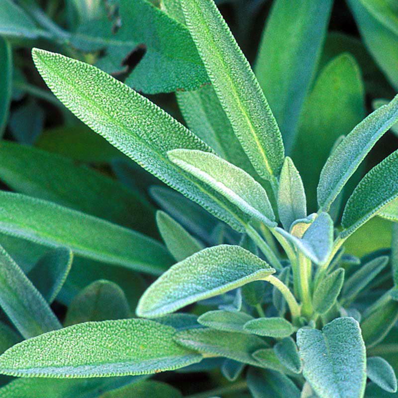 زيت الميرمية العطري