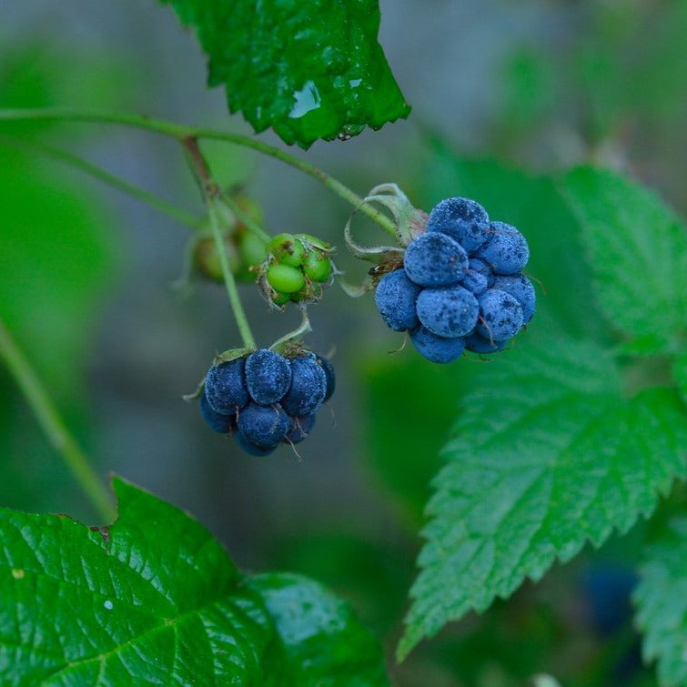 Dewberries Perfume Oil