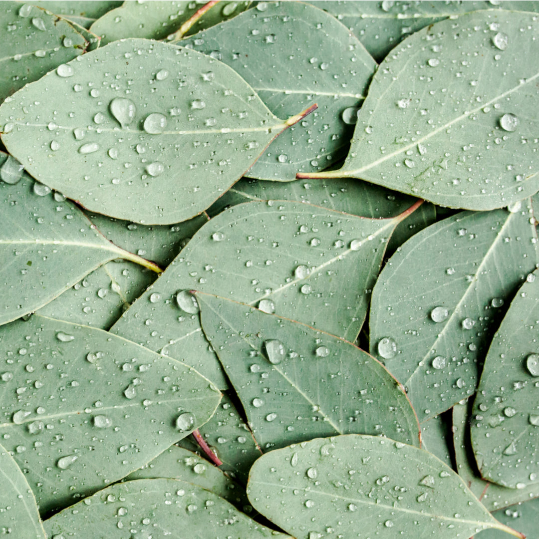 زيت شجرة الأوكالبتوس العطري