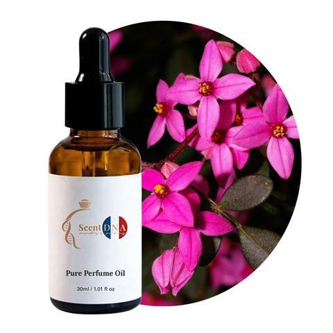 زيت البورونيا العطري