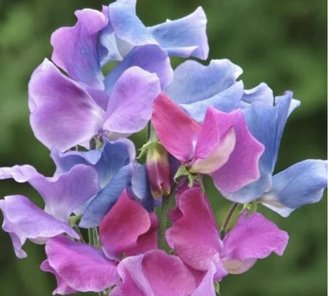 Sweet Pea Perfume Oil