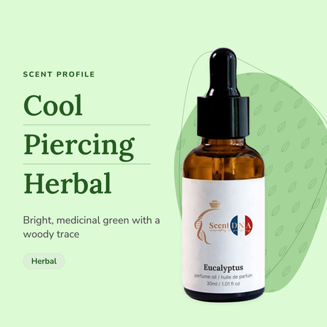 Eucalyptus Perfume Oil scent profile: cool, piercing, herbal. Bright, medicinal green with a woody trace