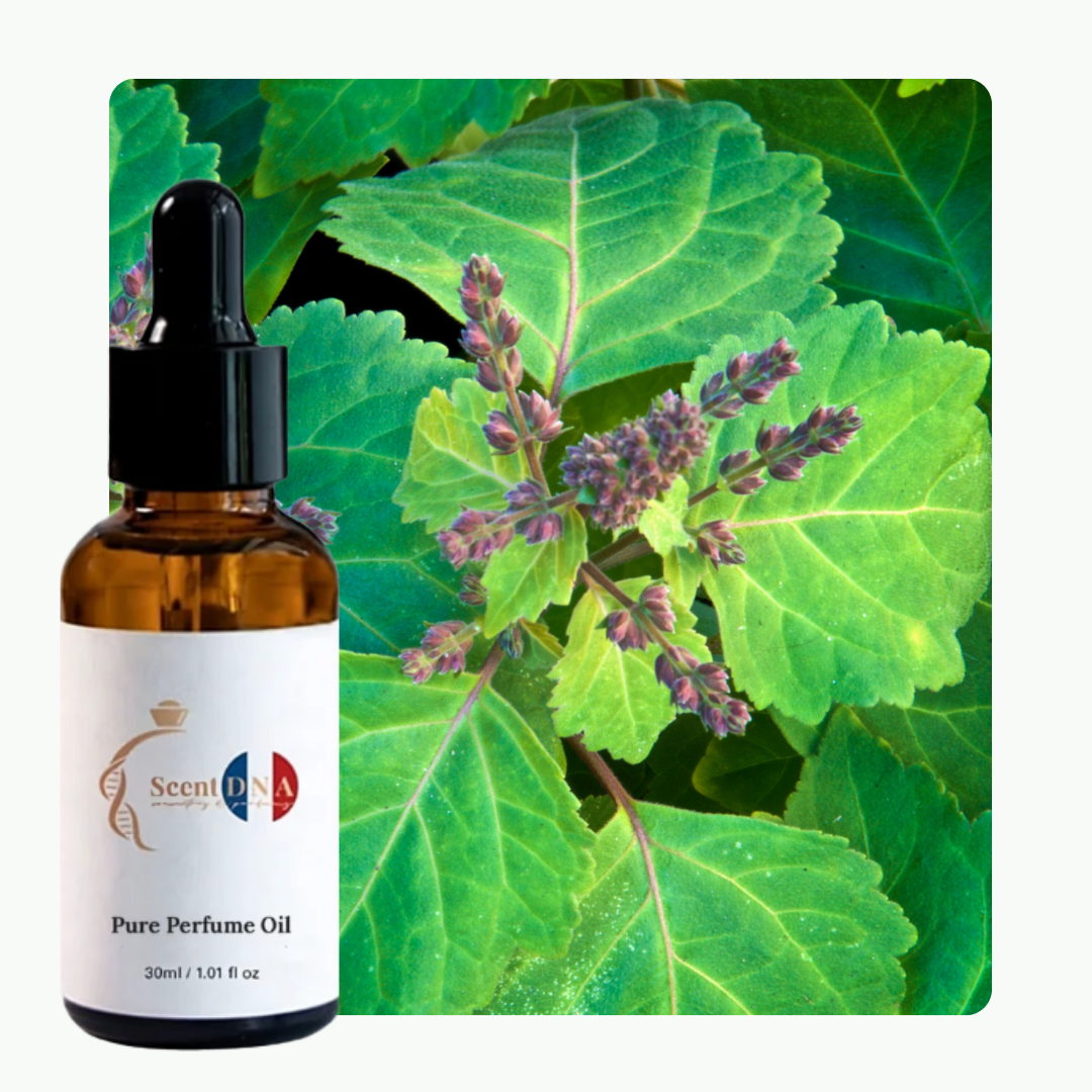 زيت الباتشولي العطري