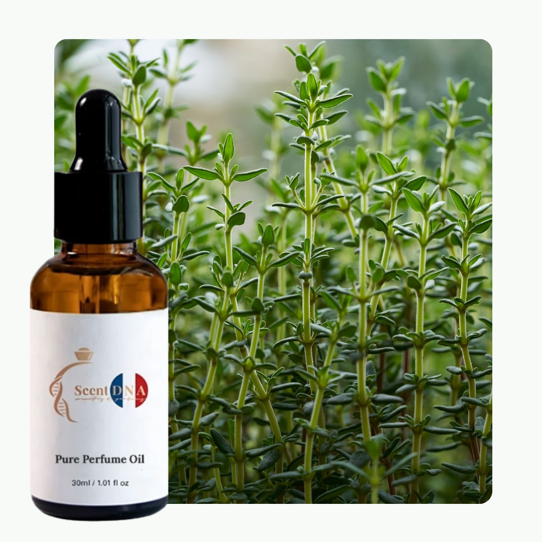 زيت الزعتر العطري