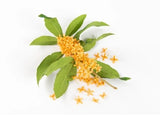 Osmanthus Perfume Oil