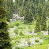 Alpine Forest Perfume Oil