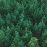 Woodland Perfume Oil