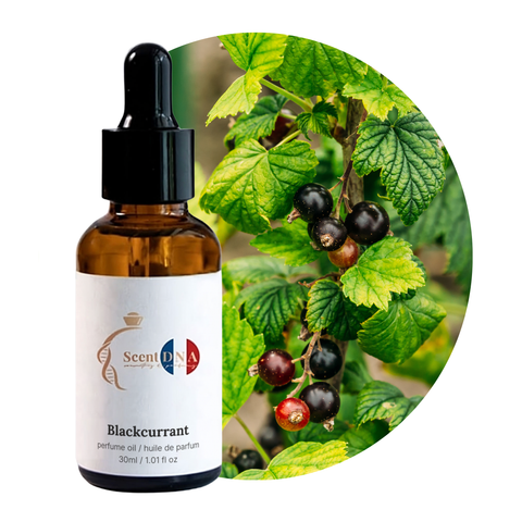 Blackcurrant Perfume Oil, 30ml amber glass dropper bottle by Scent DNA