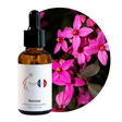 Boronia Perfume Oil, 30ml amber glass dropper bottle by Scent DNA