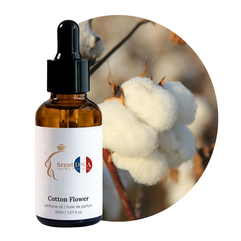 Cotton Flower Perfume Oil, 30ml amber glass dropper bottle by Scent DNA