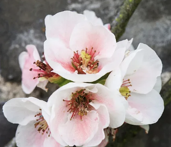 Apple Blossom Perfume Oil