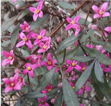 Boronia Perfume Oil