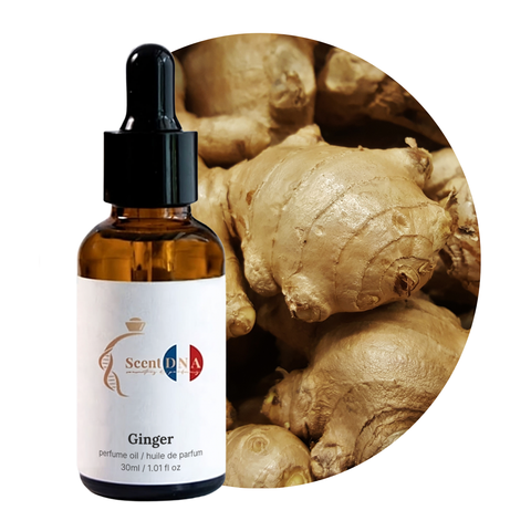 Ginger Perfume Oil, 30ml amber glass dropper bottle by Scent DNA