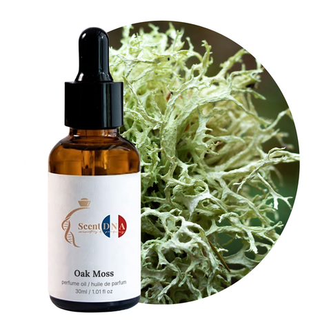 Oak Moss Perfume Oil, 30ml amber glass dropper bottle by Scent DNA