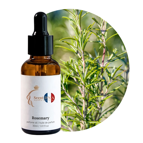 Rosemary Perfume Oil, 30ml amber glass dropper bottle by Scent DNA