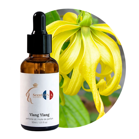 Ylang Ylang Perfume Oil, 30ml amber glass dropper bottle by Scent DNA
