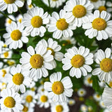 Chamomile