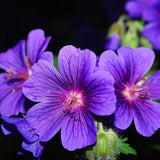 Geranium