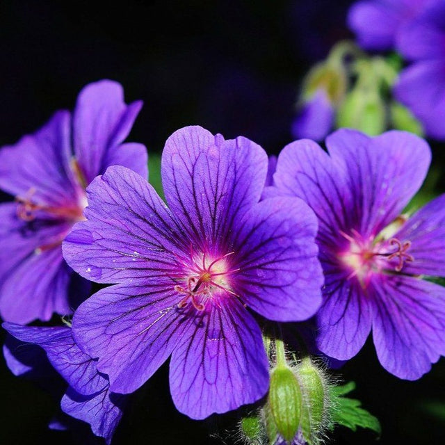 Geranium