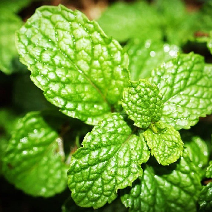 Menthol